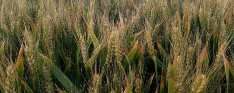 小麦种子中含量最多的化合物，含量最多的有机物是什么