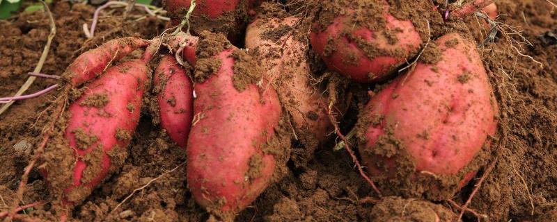 红薯常见病虫害图谱及防治