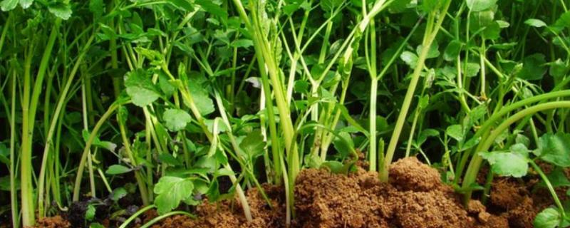 芹菜如何种植，种植多久可以收获（芹菜如何种植,种植多久可以收获呢）