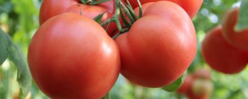 蕃茄栽培技术，种植多久可以上市（番茄种植多久开花结果）