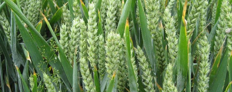 小麦控旺能加芸苔素吗，芸苔素不可以和什么农药使用