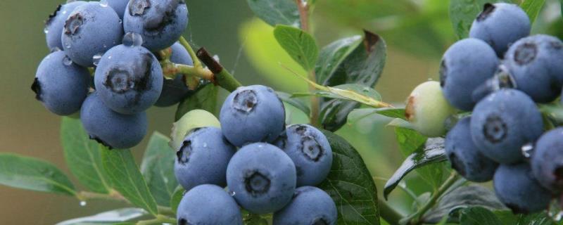 蓝莓的种植条件和种植技术要求（蓝莓的种植条件和种植技术要求海拔）