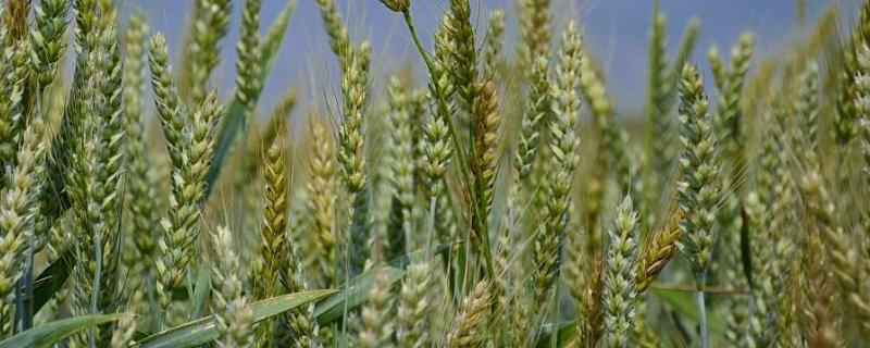 联邦2号小麦品种介绍 22小麦品种介绍