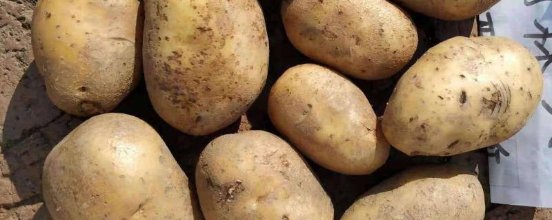希森6号马铃薯生长周期介绍，附种植要求