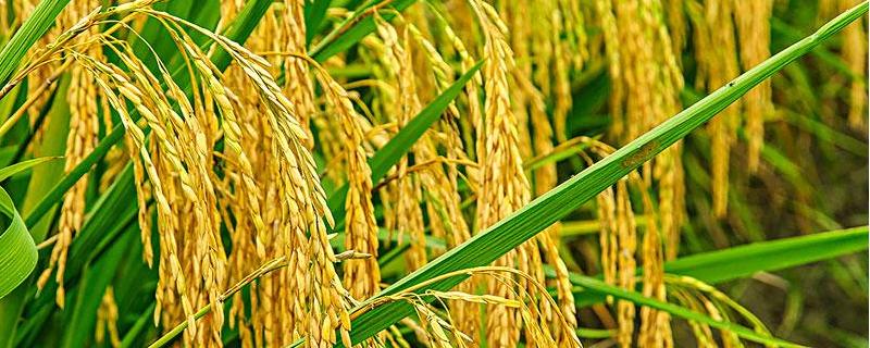 早稻早熟高产水稻品种 特早熟水稻品种