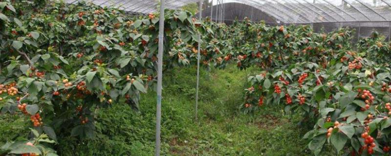 大棚樱桃种植管理技术详解，大棚樱桃施肥方案