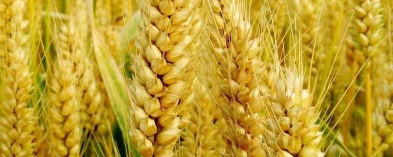华成865小麦品种介绍（华成865小麦产量如何）
