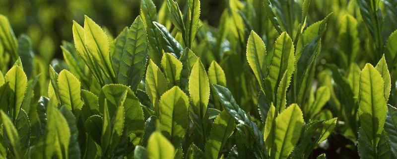 茶叶常见病虫害图片与防治 茶叶的病害图片和防治方法