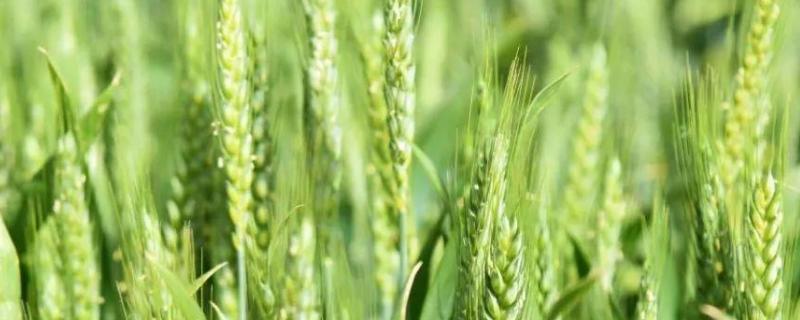 小麦病虫害有哪些，如何防治（小麦常见病虫害及防治）