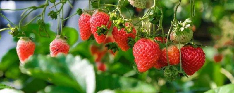 草莓种植技术，种植多久可以收获 草莓种植几天能出苗