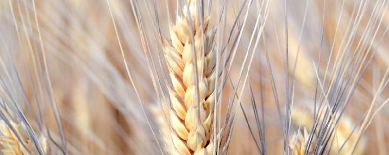菏麦22小麦品种介绍 菏麦21小麦种的特点