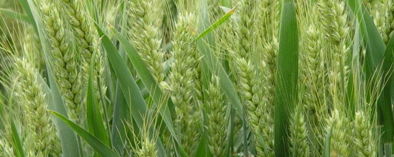豫农908小麦品种介绍 豫农908小麦品种简介