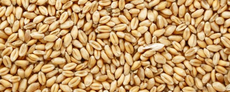 小麦种子一斤大约多少粒，一袋有多少斤