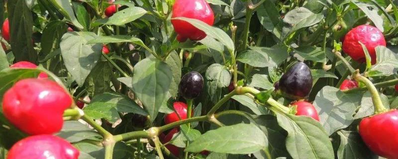 子弹头辣椒种植及产量，附管理方法 子弹头辣椒种植技术