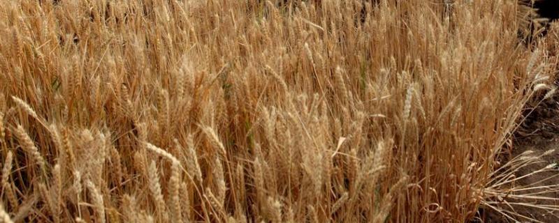 超大穗小麦新品种 超大穗小麦新品种吨麦王一号的价格