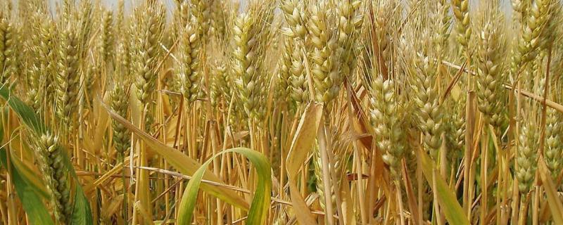 我国春小麦冬小麦分布，在家怎么用土种小麦
