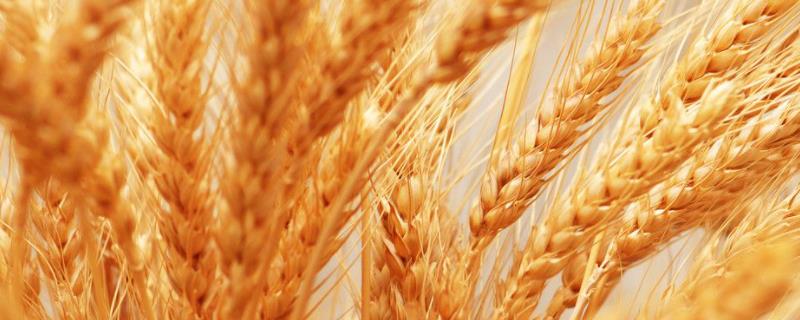 洛旱11小麦品种介绍 洛旱11小麦品种简介
