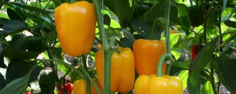 甜椒盆栽的养殖方法，怎样管理