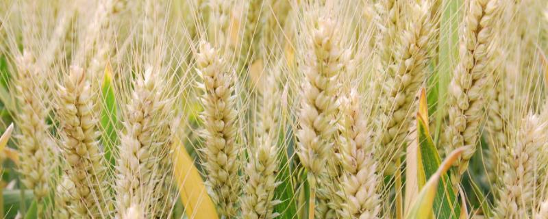 周麦30小麦品种介绍 周麦33小麦品种简介