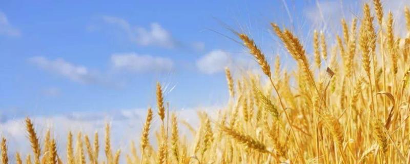 小麦种子的储能物质是什么，附储存所需要的条件
