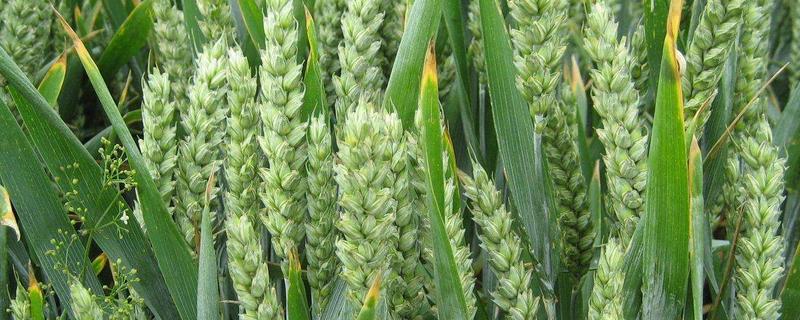 法国小麦产区分布在什么地区，小麦挖沟原理