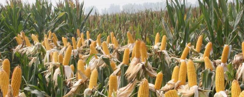 优质玉米种 优质玉米种子公司全国500强排行榜