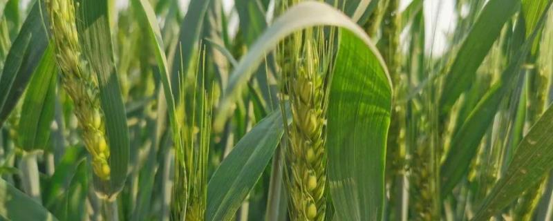 小麦播种时间和当时气候特点，小麦播种深度多少合适