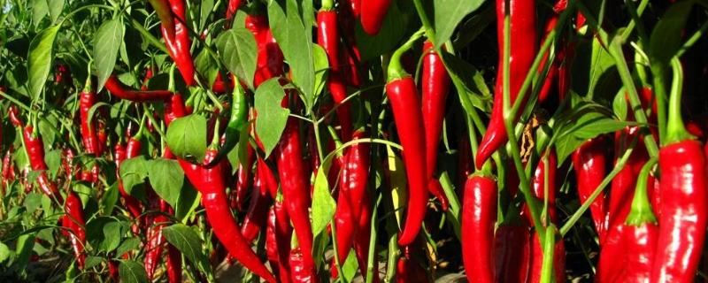 辣椒的栽培与管理技术 辣椒种植栽培技术