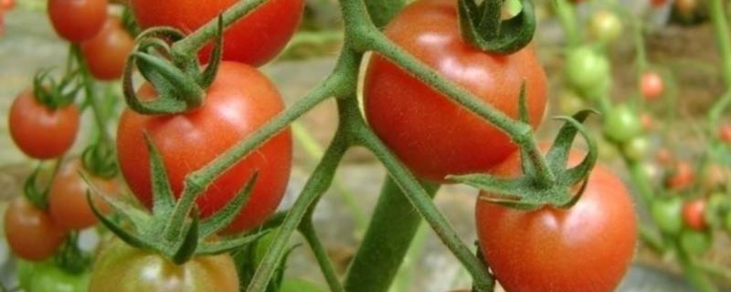 太空番茄是怎样培育出来的，太空番茄为什么产量高