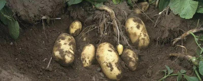 土豆种植技术，土豆发芽了还能吃 土豆发芽了还能种植吗