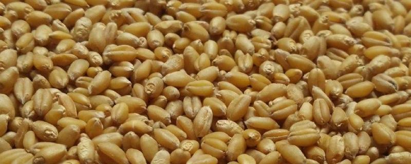 小麦种子中含有丰富的什么，种子中的能源物质是什么
