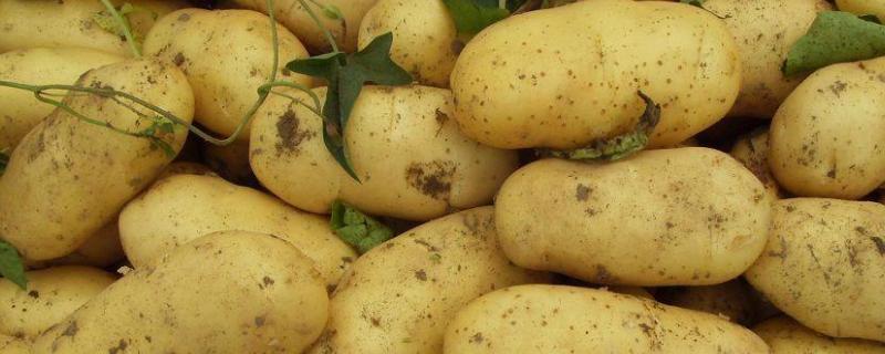 土豆的种植技术及施肥方法（土豆种植技术和施肥）