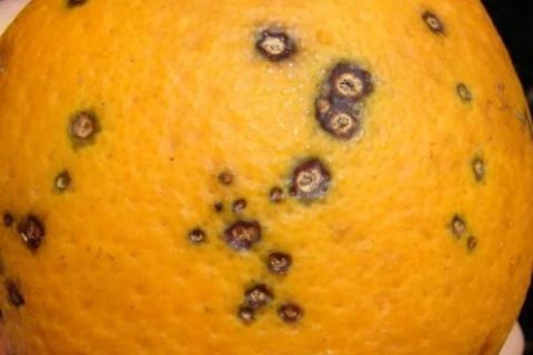 柑橘19种病虫病害