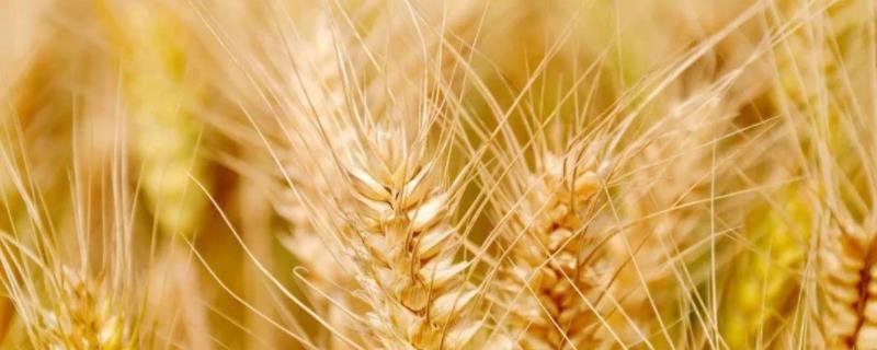 矮杆高产小麦品种 矮杆高产小麦品种存麦11