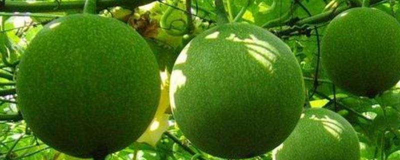 瓜蒌种植的成本和效益，附种植方法（瓜蒌种植的成本和效益,附种植方法有哪些）