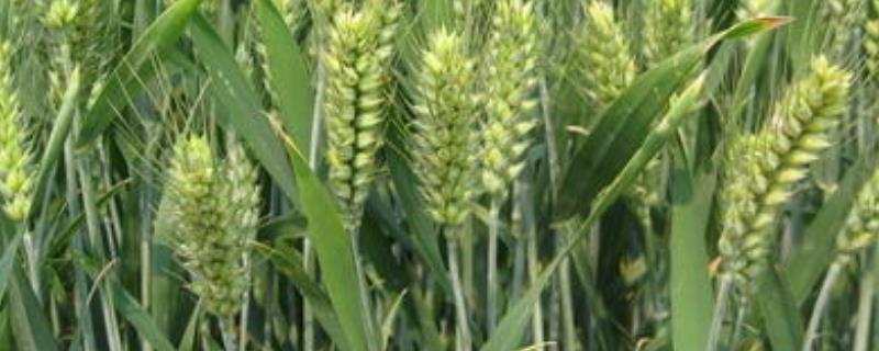 喜麦199小麦品种