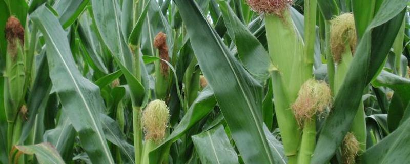 玉米生长周期，玉米育苗方法和时间 玉米生长周期,玉米育苗方法和时间是多少