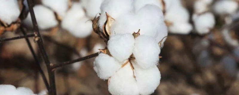 500公斤棉花需要多少肥料，菜油枯怎样发酵做肥料