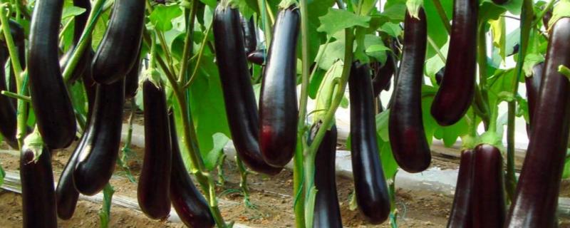 茄子育苗方法，温度多少最合适 育茄子苗需要多少温度