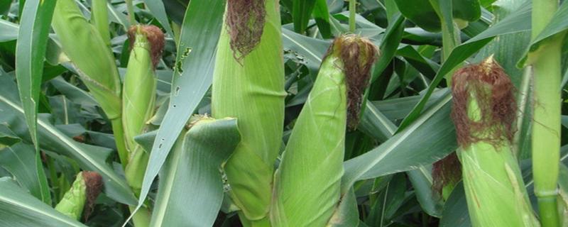 农科大8号适合在河南能种吗，附简介 农科大8号玉米品种在哪里能买到
