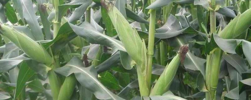 雅玉12玉米种产量表现，附简介 雅玉系列品种
