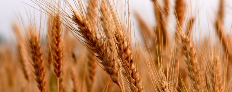 矮胖吨小麦品种的特征，附简介 矮胖吨小麦每亩播种量多少斤