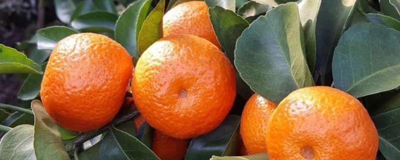柑橘19种病虫病害 柑橘19种病虫病害 病虫害
