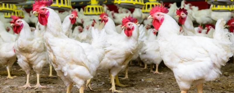新手养鸡过程，如何选择斗鸡苗 新手养鸡过程,如何选择斗鸡苗品种
