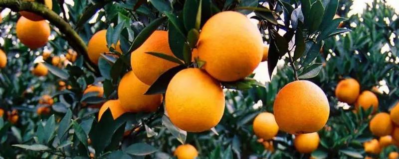 春季柑橘要打什么农药，怎么施肥 柑橘春季施什么肥最好