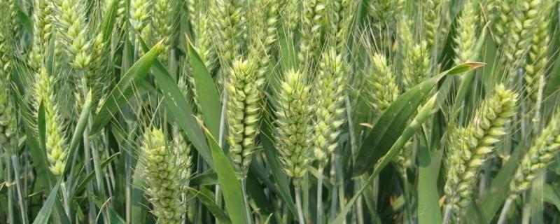 小麦四月份的管理方法 四月份小麦怎么管理