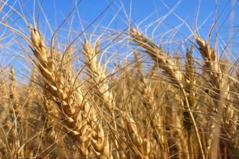 小麦四月份的管理方法