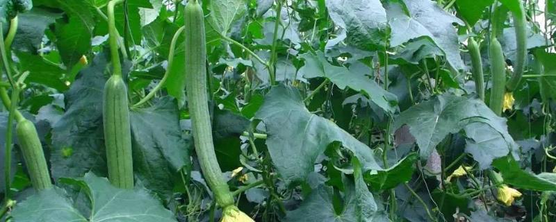 丝瓜高产施肥方法，附施肥注意事项 丝瓜想要高产用什么肥料好