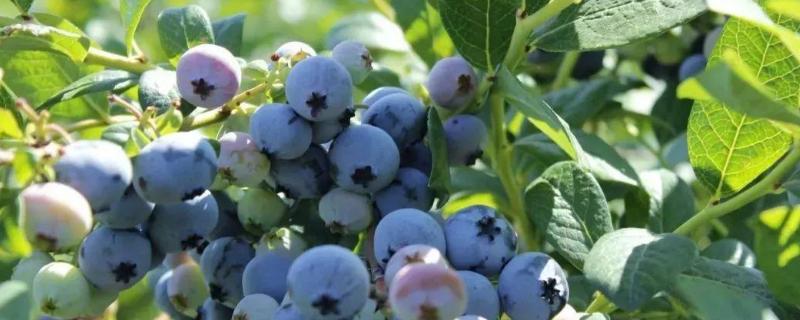 蓝莓种植条件和区域，附种植技术（蓝莓种植条件和区域,附种植技术的区别）