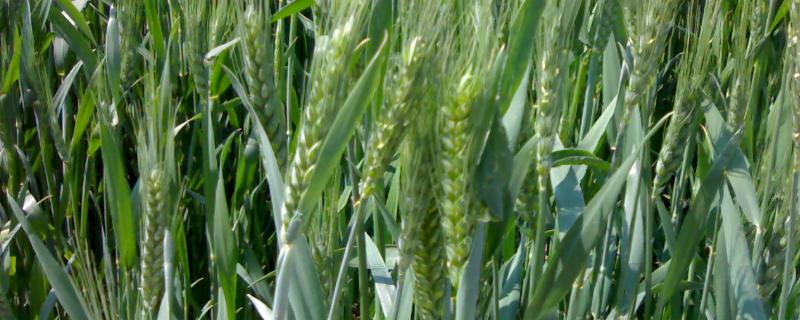 河农085小麦品种（河农086小麦品种）